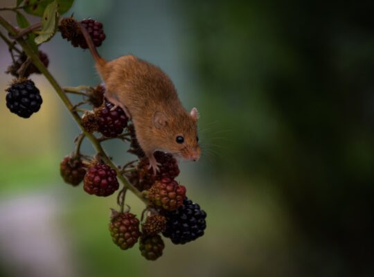 Mice on fruits
